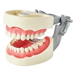 1560 Soft Gingival Model with 32 Removable Indexed Teeth and MQD